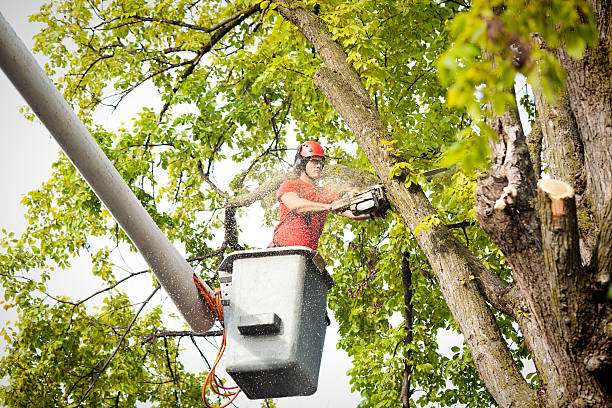 How Our Tree Care Process Works  in  Wewahitchka, FL